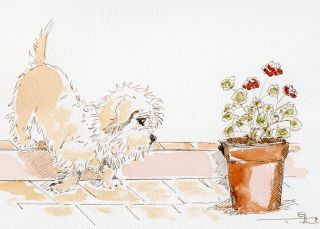 Dandie Dinmont Terrier Ddt Mustard Dog Art Watercolour Painting - 1991