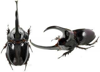 Beetles,  Dynastidae,  Enema Pan,  78 Mm,  Peru Large