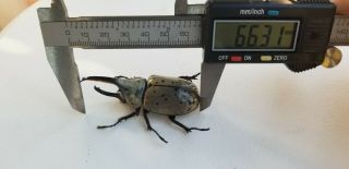 Large Pair Arizona Male Dynastes Granti 66.  31mm Western Hercules Beetle Grantii