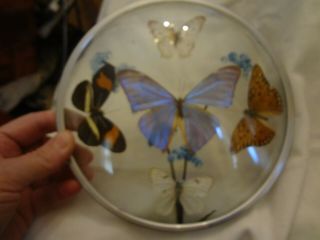 VINTAGE REAL BUTTERFLY TAXIDERMY INSECT WOOD FRAME DISPLAY HOME WALL FRAME DECOR 3