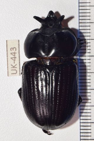 Dynastinae Ssp.  - Mexico Oaxaca Los Chimalapas Very Rare Uk - 443