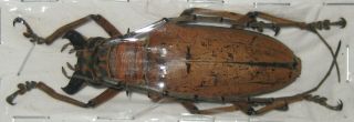 Cerambycidae Rosenbergia Mandibularis A1 60mm (west Papua)