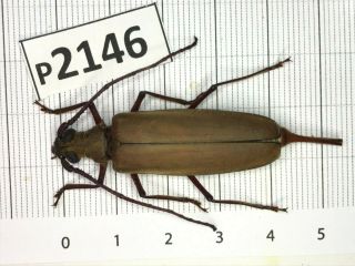 P2146 Cerambycidae Lucanus Insect Beetle Coleoptera Vietnam