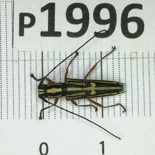 P1996 Cerambycidae Lucanus Insect Beetle Coleoptera Vietnam
