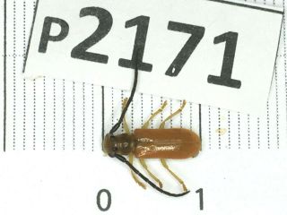 P2171 Cerambycidae Lucanus Insect Beetle Coleoptera Vietnam