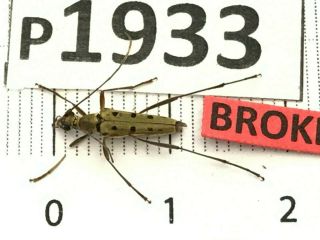 P1933 Cerambycidae Lucanus Insect Beetle Coleoptera Vietnam