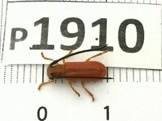 P1910 Cerambycidae Lucanus Insect Beetle Coleoptera Vietnam