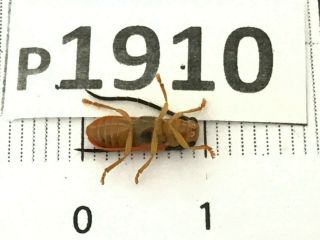 P1910 Cerambycidae Lucanus insect beetle Coleoptera Vietnam 2
