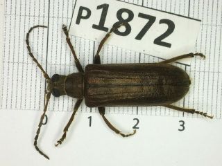 P1872 Cerambycidae Lucanus Insect Beetle Coleoptera Vietnam