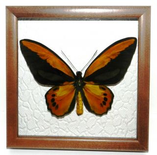 Ornithoptera Croesus Lydius In A Frame Of Good Breed Siberian Wood.