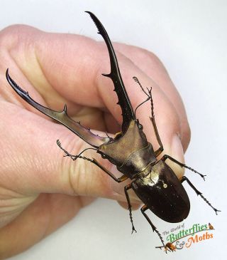 Stag Beetle Cyclommatus Metallifer Set X1 A1 - Entomology 79mm Insect