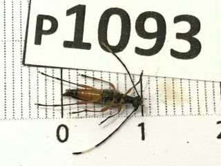 P1093 Cerambycidae Lucanus insect beetle Coleoptera Vietnam 2
