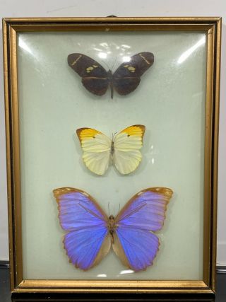 Vintage Real Butterfly Taxidermy Specimen Art Display Specimen