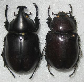 Dynastidae Xylotrupes Mniszechii Pair A1 Male A1 37mm (pakistan)