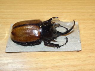 Dynastidae.  Eupatorus Sukkiti M73mm A1 Myanmar Beetle.  (14. )