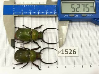 P1526 Cerambycidae Lucanus Insect Beetle Coleoptera Vietnam