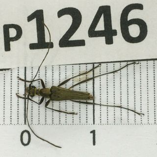 P1246 Cerambycidae Lucanus Insect Beetle Coleoptera Vietnam
