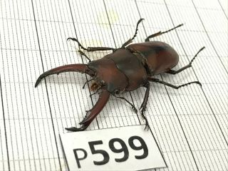 P599 Cerambycidae Lucanus Insect Beetle Coleoptera Vietnam