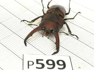P599 Cerambycidae Lucanus insect beetle Coleoptera Vietnam 2