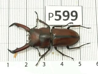 P599 Cerambycidae Lucanus insect beetle Coleoptera Vietnam 3