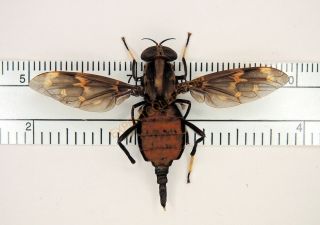Diptera - Pantophthalmus Batesi French Guiana 1977