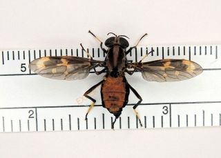 Diptera - Pantophthalmus Batesi Brazil 1980