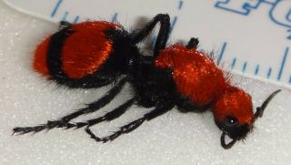 Mutillidae Dasymutilla Occidentalis Female 37c Red Velvet Ant Cow Killer Wasp