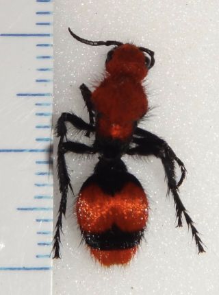 Mutillidae Dasymutilla occidentalis Female 37C Red Velvet Ant Cow Killer Wasp 2