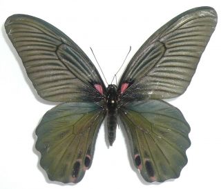 Papilio Memnon Thunbergii Female Rare Black Form From Japan
