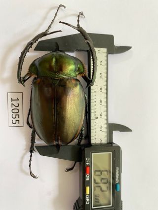 12055 Unmounted Insect Beetle Coleoptera Vietnam (cheirotonus Jansoni)