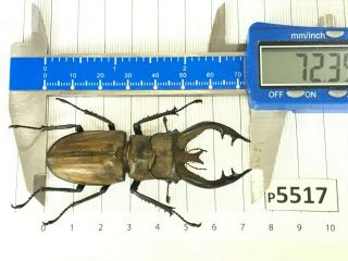P5517 Cerambycidae Lucanus Insect Beetle Coleoptera Vietnam