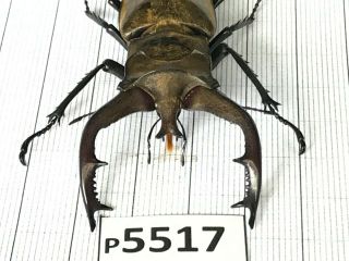 P5517 Cerambycidae Lucanus insect beetle Coleoptera Vietnam 2
