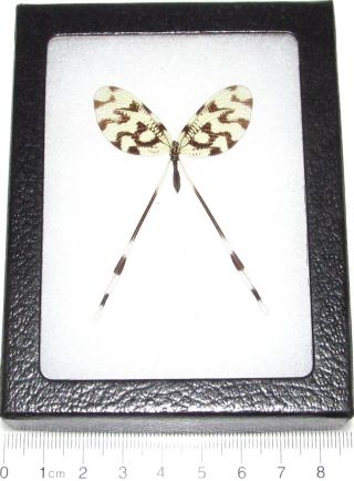 Nemoptera Sinuata Real Framed Insect Spoonfly Macedonia