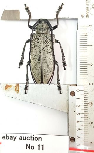 Very Rare Cerambycidae Sp 33mm From Java Indonesia