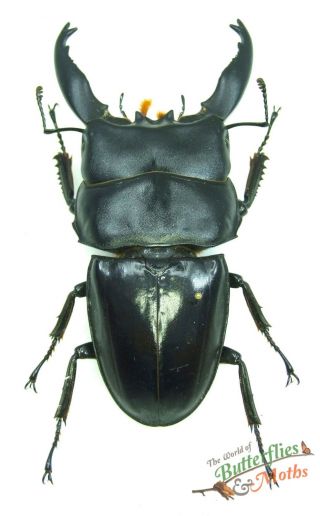 Black Stag Beetle Dorcus Alcides Set X1 Huge Specimen 80,  Mm Java Insect J01