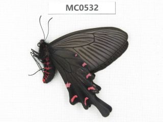 Butterfly.  Byasa Sp.  Shandong,  Zaozhuang.  1f.  Mc0532.