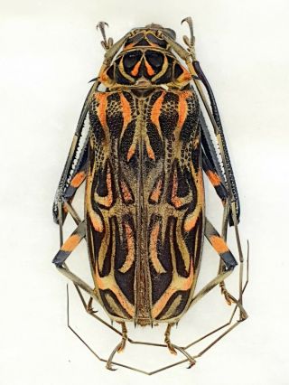 Acrocinus Longimanus Male Giant Xxl Size 66mm,  Cerambycidae Peru