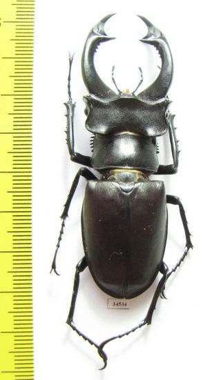 Lucanidae,  Lucanus Cervus Akbesianus,  Turkey 74 Mm