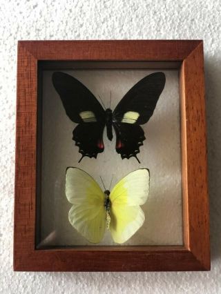 Real Butterflies Framed In Glass Case/ Natural Cedar Wood.  Butterflies