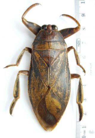 Hemiptera,  Heteroptera Belostomatidae Belostoma Sp.  Bolivia 70mm