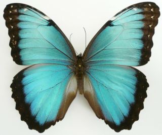 Morpho Helenor Peleides Male From Otanche,  Colombia