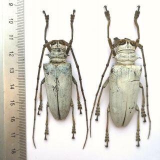 Rosenbergia Lactiflua Solomon Islands Scarce Cerambycidae Beetle 49 & 53mm Pair