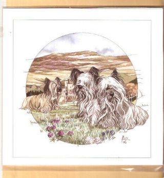 Skye Terrier Limited Edition Art Print By Barbara Hands Boz 39 Last One