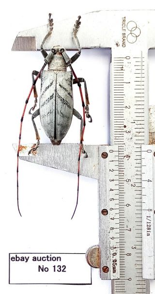 Cerambycidae Sp 37.  5mm From Irianjaya Indonesia