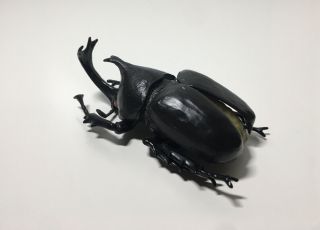 Tomy Life Size Trypoxylus Dichotomus Japanese Rhinoceros Horn Beetle Figure