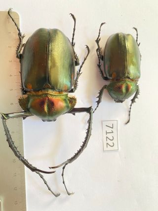 7122 Unmounted Insect Beetle Coleoptera Vietnam (cheirotonus Jansoni)