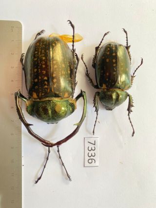 7336 Unmounted Insect Beetle Coleoptera Vietnam (cheirotonus Jansoni)
