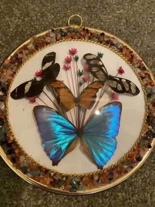 Real Butterfly Glass Dome Picture Frame Dried Flowers 7”