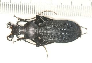 Carabidae Carabus Apotomopterus Sp Hubei (2)