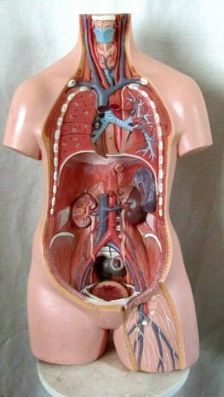 Vintage Human Anatomy Prop Life Size Mannequin Science Organs Study